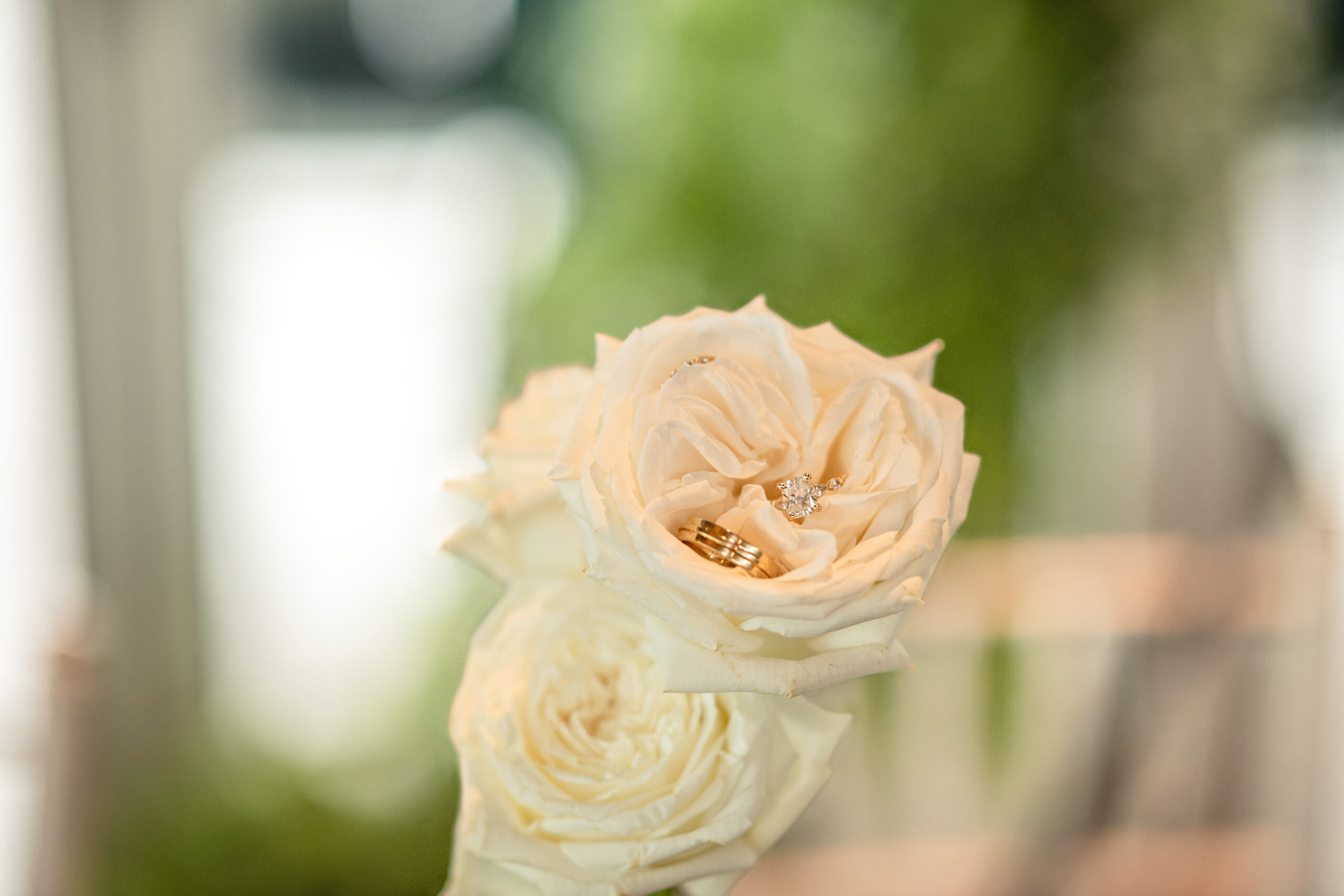 wedding rings in white roses