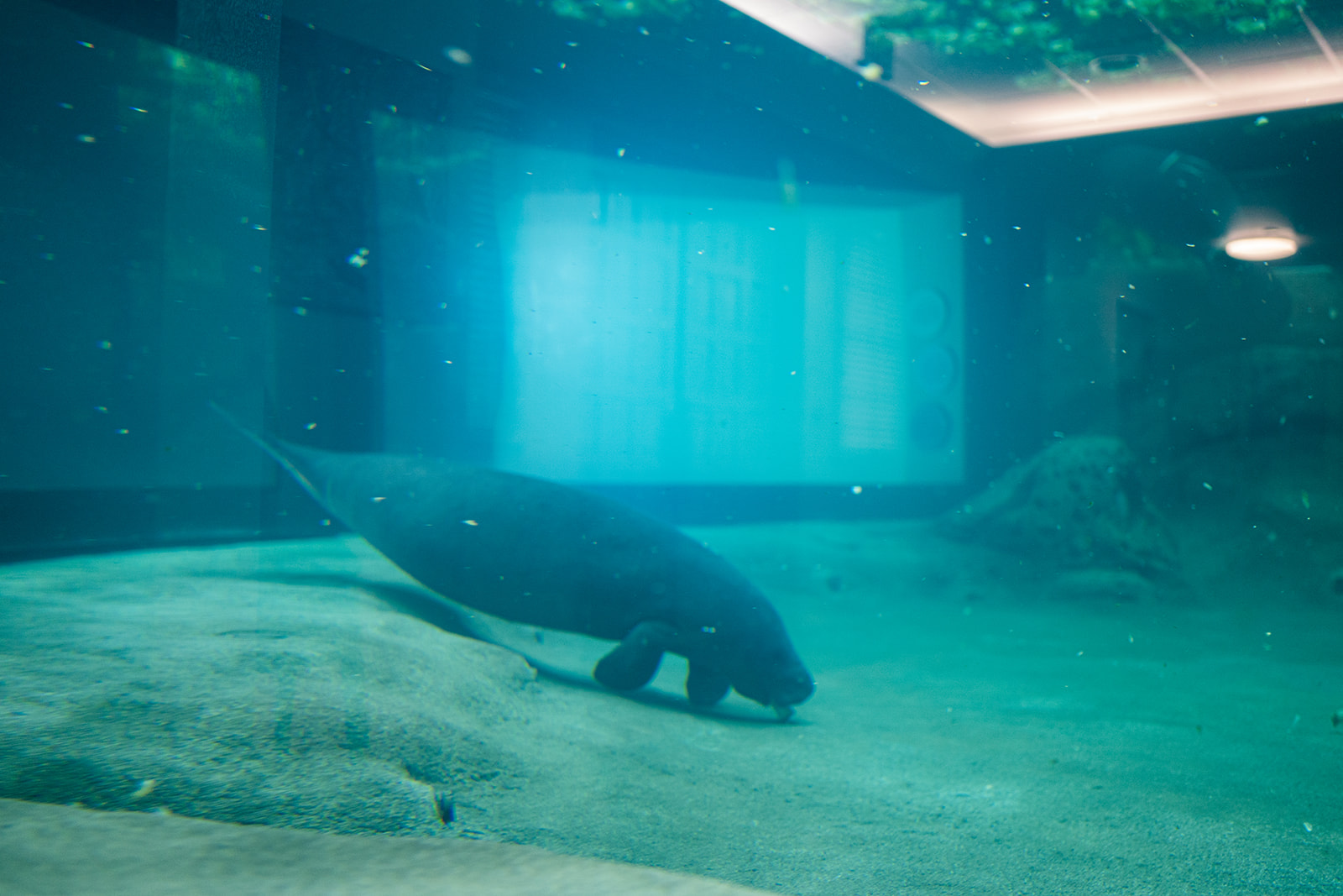 manatee at Bishop Museum of Science